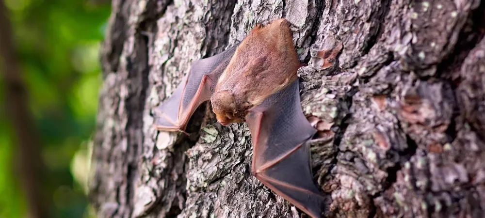 Something Batty Is Going On bat-hanging-on-tree.jpg