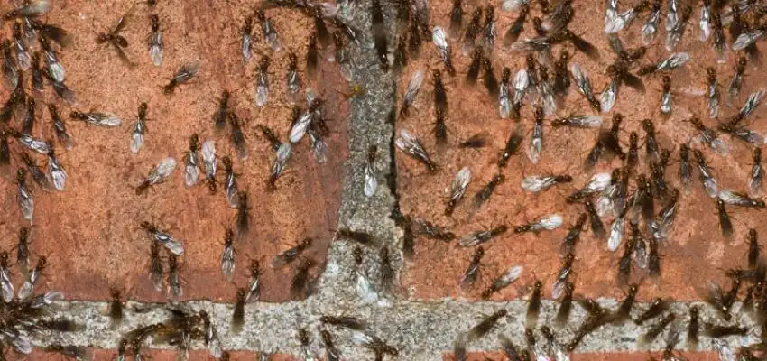 pavement ants