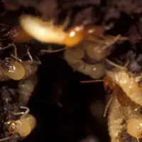 subterranean termites
