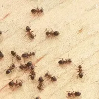 ants