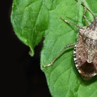 brown marmorated sting bug on a green leaf