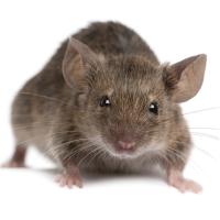 a common house mouse