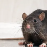 rat