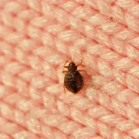 bed bug