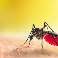 mosquito on hand