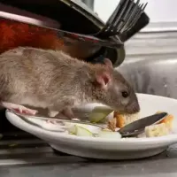 mouse on sink