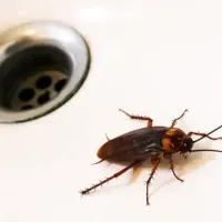 roach