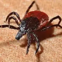 tick