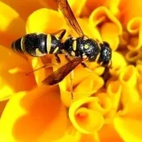 yellow jacket