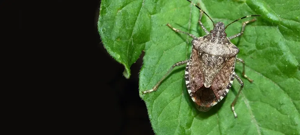 brown marmorated sting bug on a green leaf