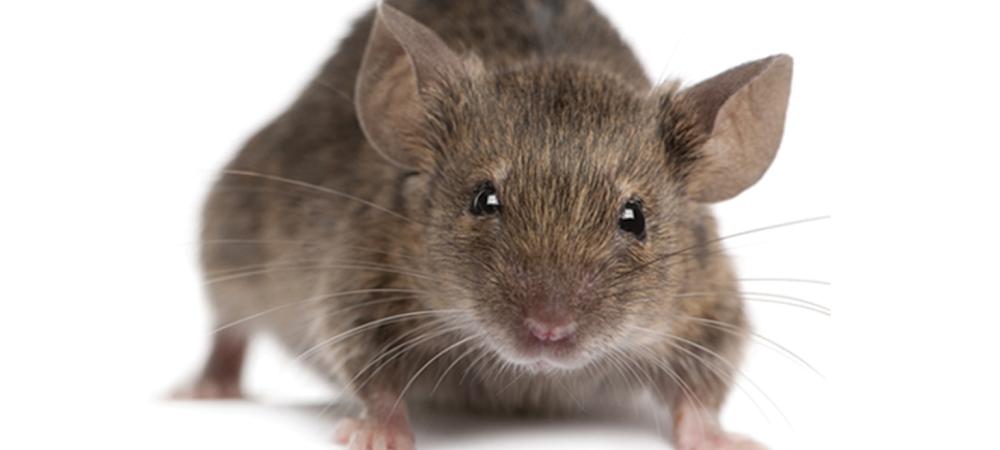 a common house mouse
