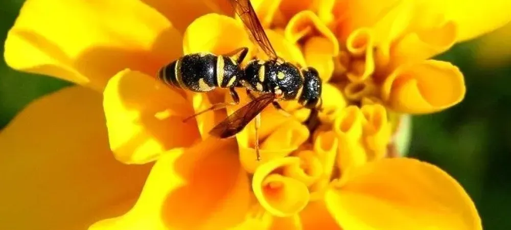 yellow jacket
