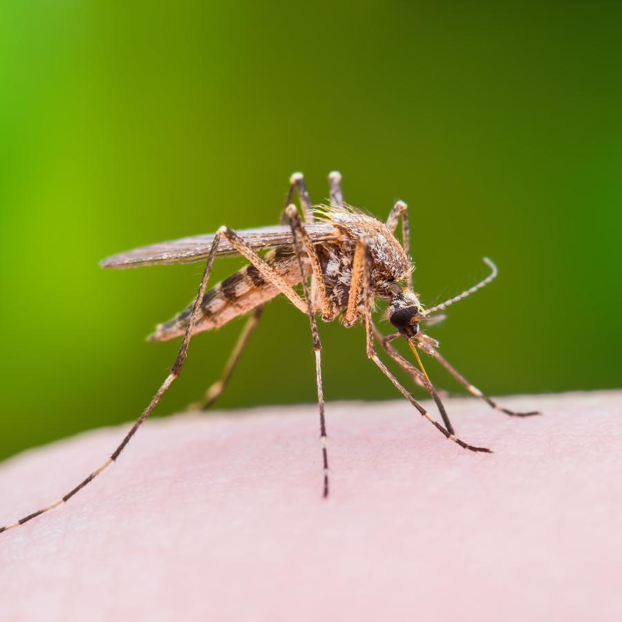 a mosquito biting a human